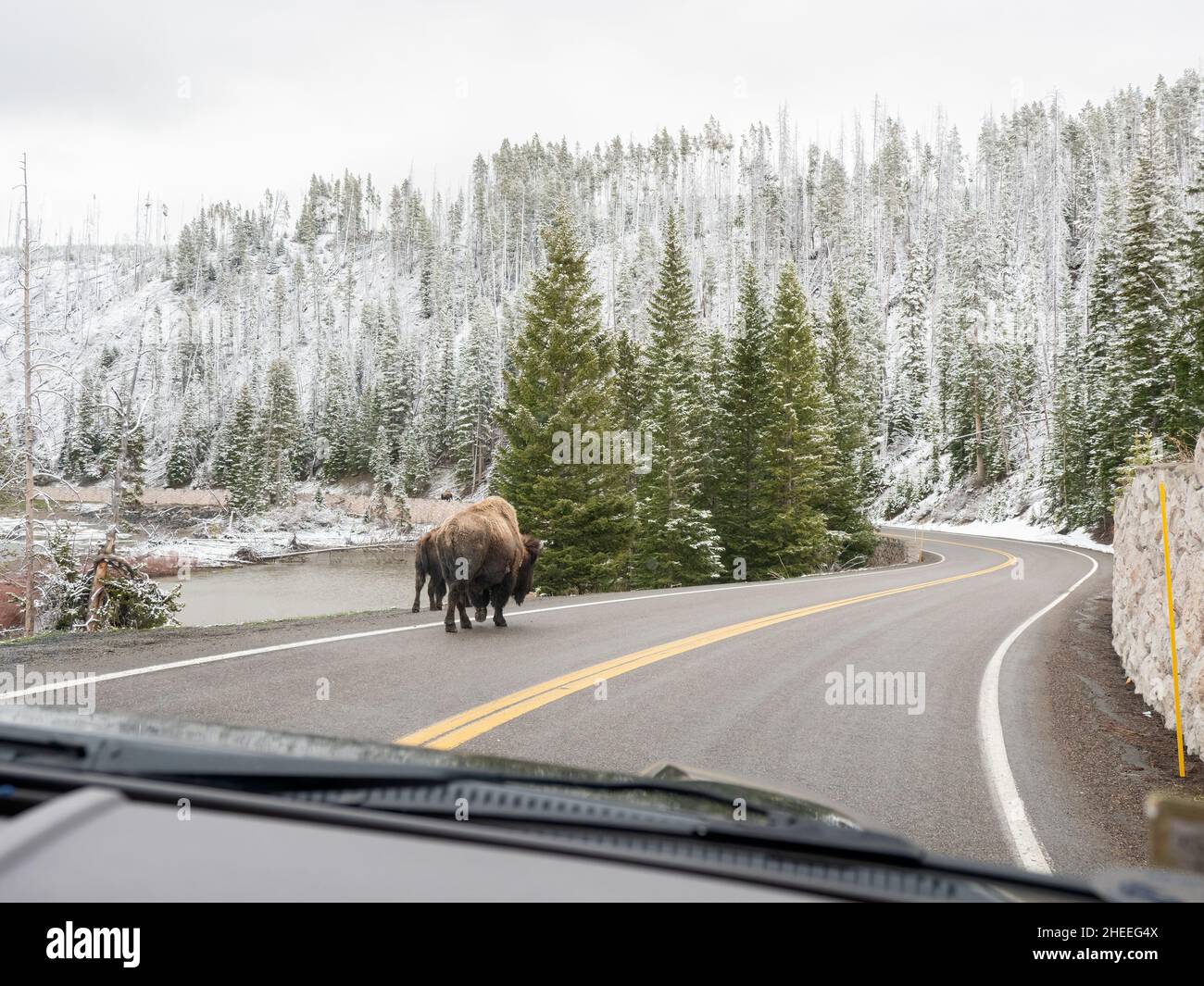 Adult bison, Bison bison, on the highway in snow in Yellowstone National Park, Wyoming. Stock Photo