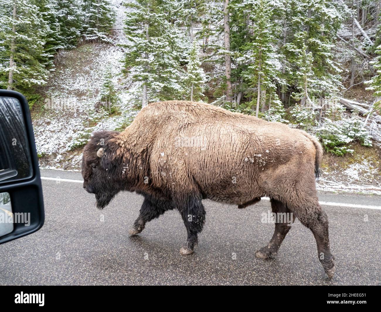 Adult bison, Bison bison, on the highway in snow in Yellowstone National Park, Wyoming. Stock Photo