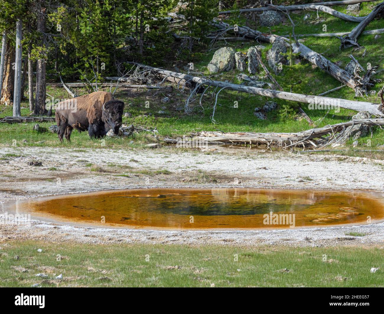Adult bison, Bison bison, near a boiling pot in Yellowstone National Park, Wyoming. Stock Photo