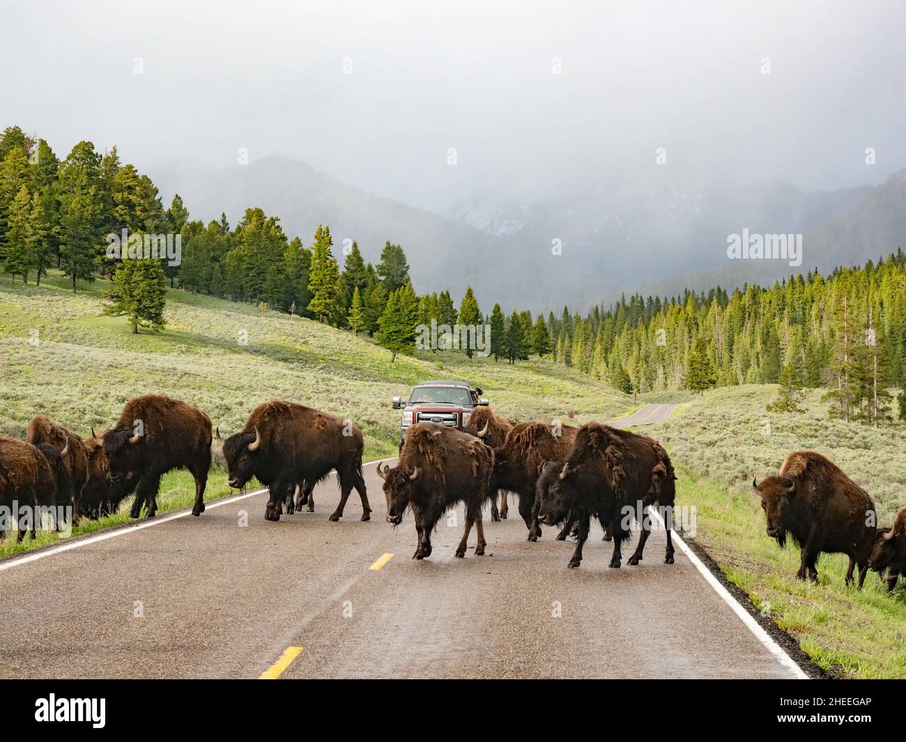 Adult bison, Bison bison, crossing the highway in Yellowstone National Park, Wyoming. Stock Photo