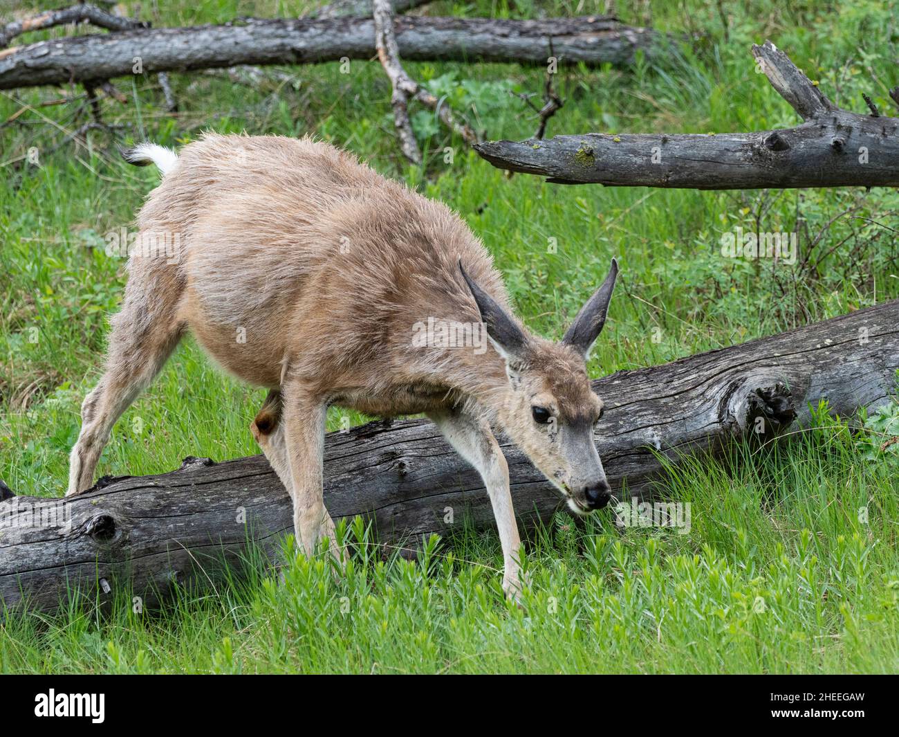 A young mule deer, Odocoileus hemionus, grazing on a hillside in Yellowstone National Park, Wyoming. Stock Photo
