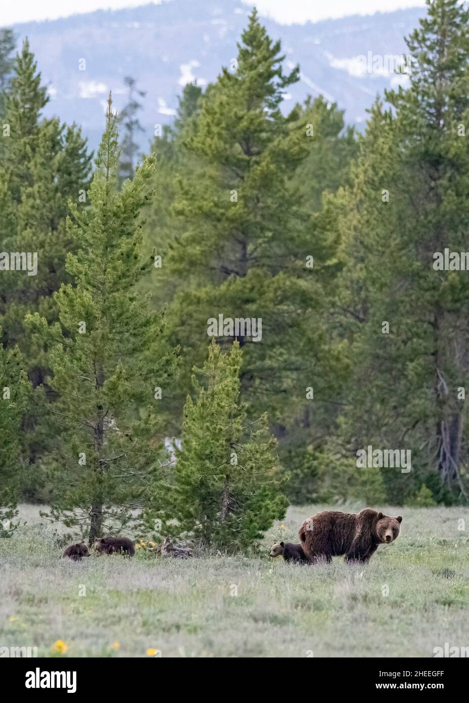 A mother grizzly bear, Ursus arctos, 399 with her four cubs in the shrubs near Grand Teton National Park, Wyoming. Stock Photo
