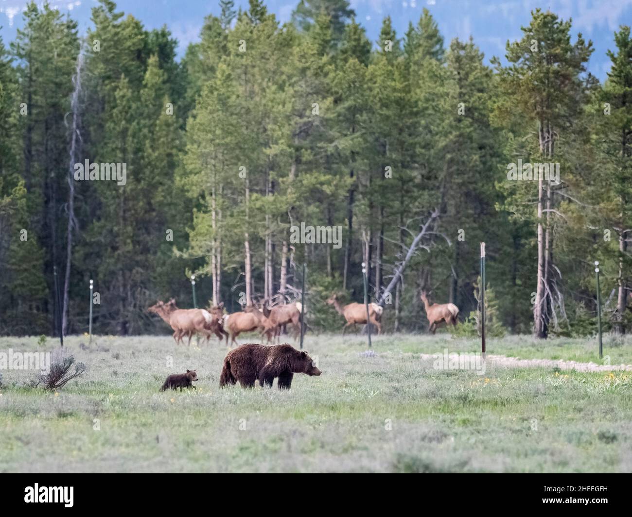 A mother grizzly bear (Ursus arctos), and her cub cross paths with a herd of deer, near Grand Teton National Park, Wyoming. Stock Photo