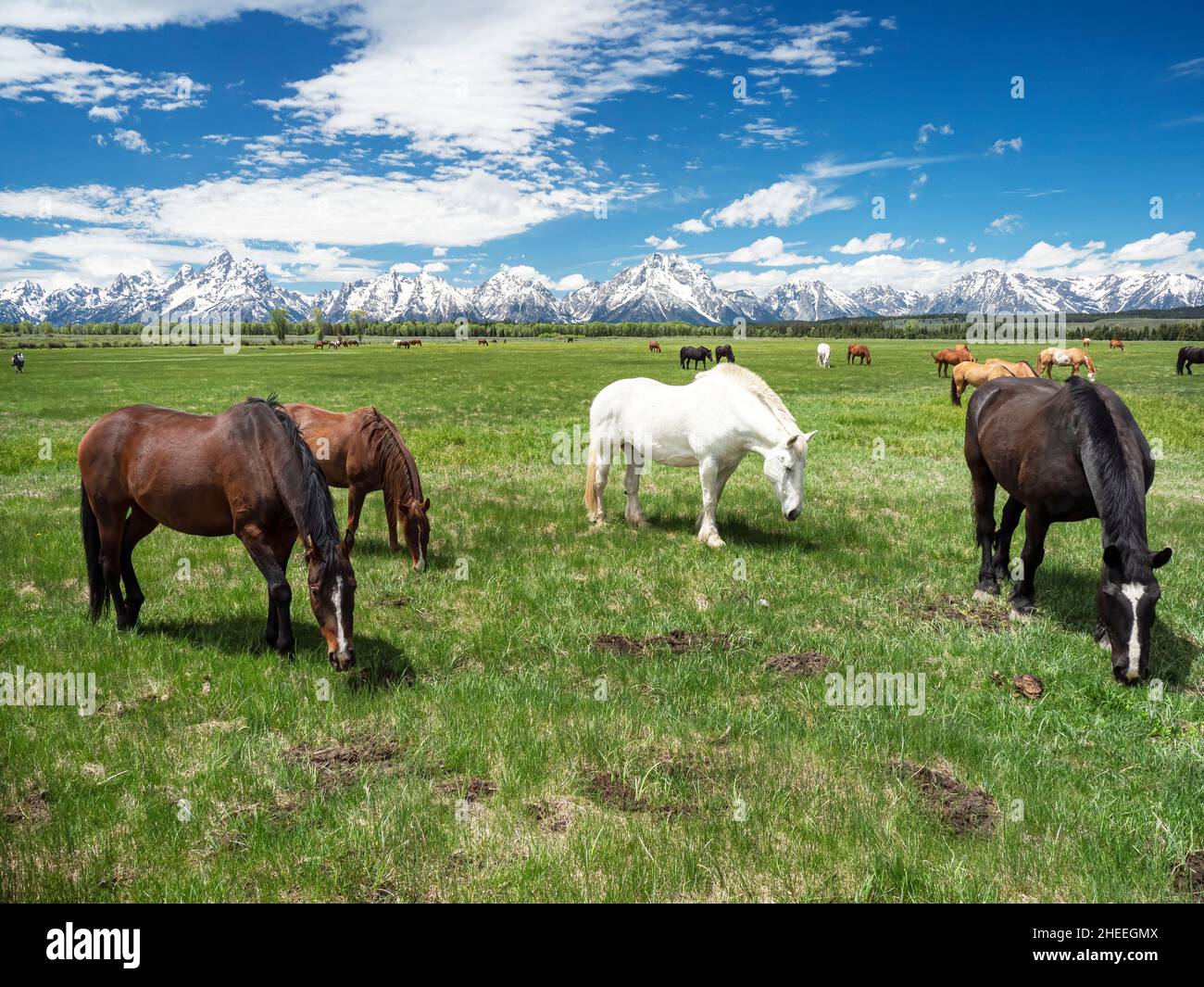 Adult horses, Equus ferus caballus, grazing at the foot of the Grand Teton Mountains, Wyoming. Stock Photo