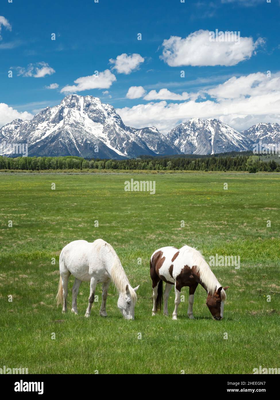 Adult horses, Equus ferus caballus, grazing at the foot of the Grand Teton Mountains, Wyoming. Stock Photo