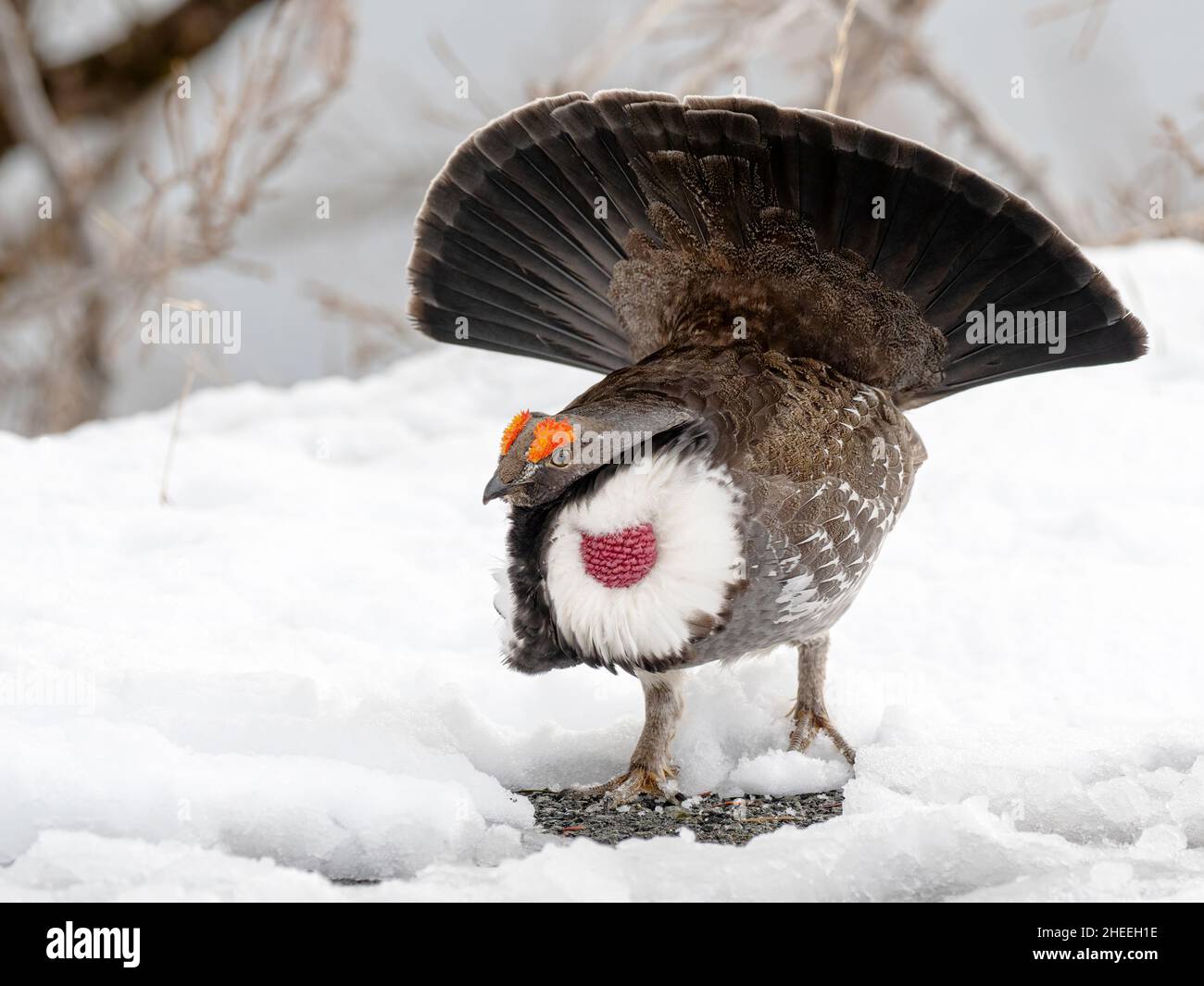 An adult male dusky grouse, Dendragapus obscurus, displaying in Yellowstone National Park, Wyoming. Stock Photo