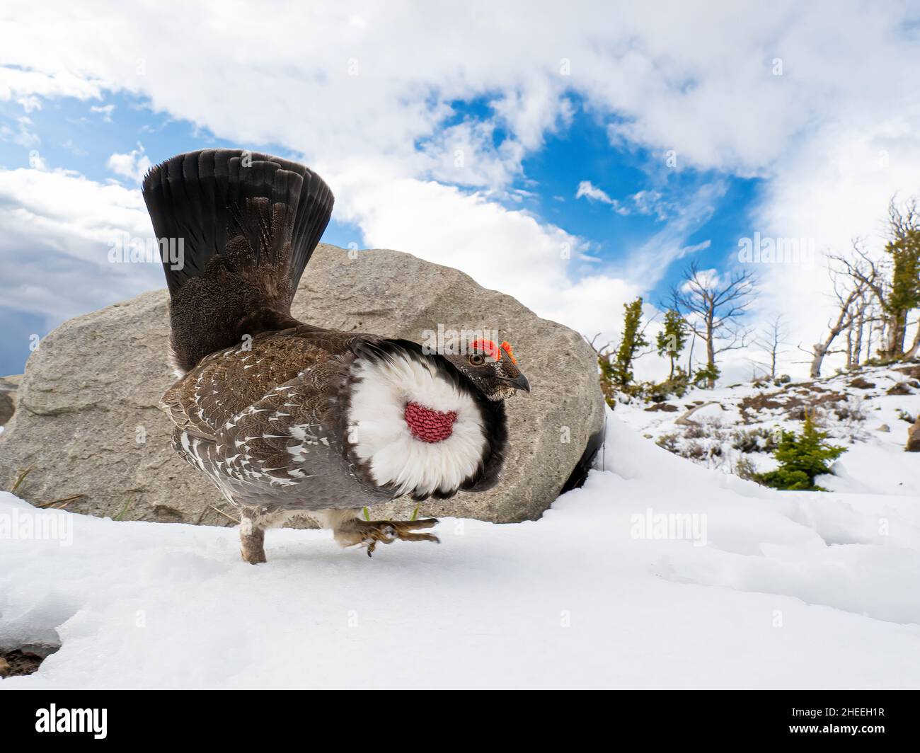 An adult male dusky grouse, Dendragapus obscurus, displaying in Yellowstone National Park, Wyoming. Stock Photo