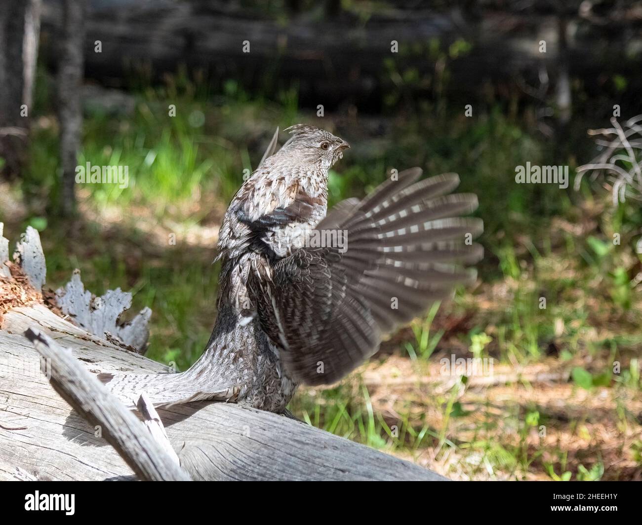 An adult female dusky grouse, Dendragapus obscurus, displaying in Yellowstone National Park, Wyoming. Stock Photo