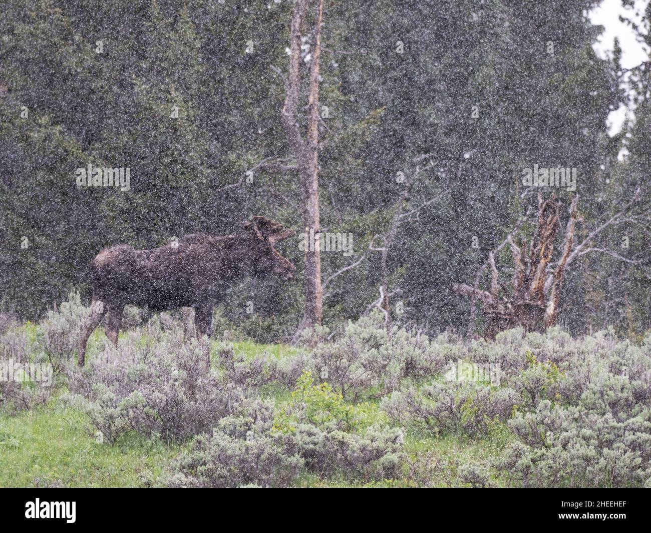 An adult bull moose, Alces alces, in a snowstorm in Yellowstone National Park, Wyoming. Stock Photo