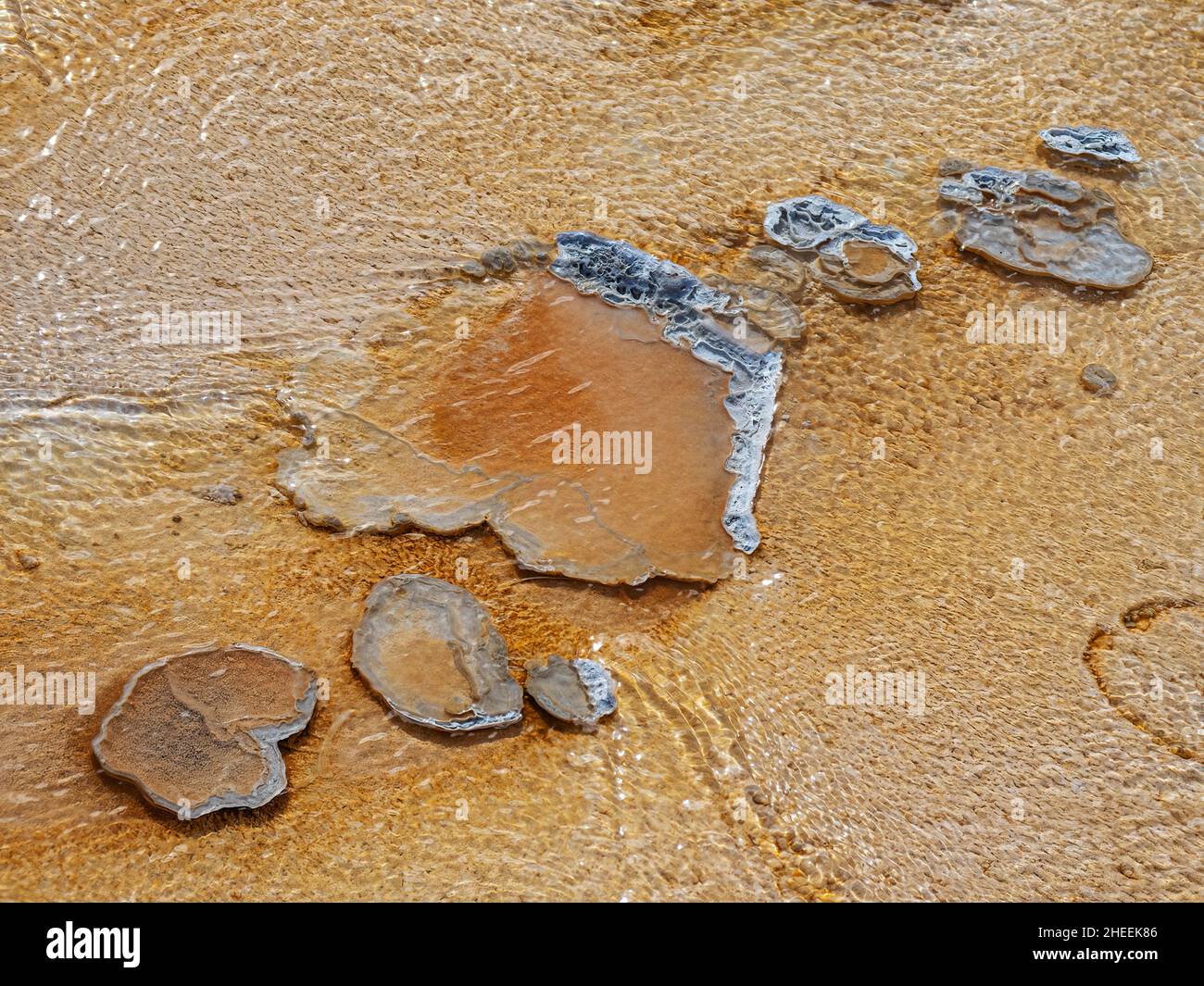 Detail of Porcelain Basin, in the Norris Geyser Basin area, Yellowstone National Park, Wyoming, USA. Stock Photo
