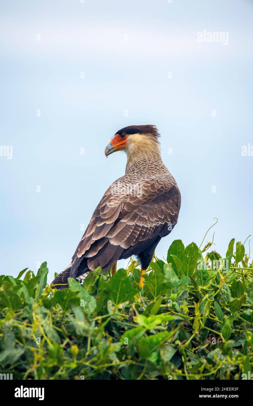 Pantanal bird hi-res stock photography and images - Alamy, image size:866x1390