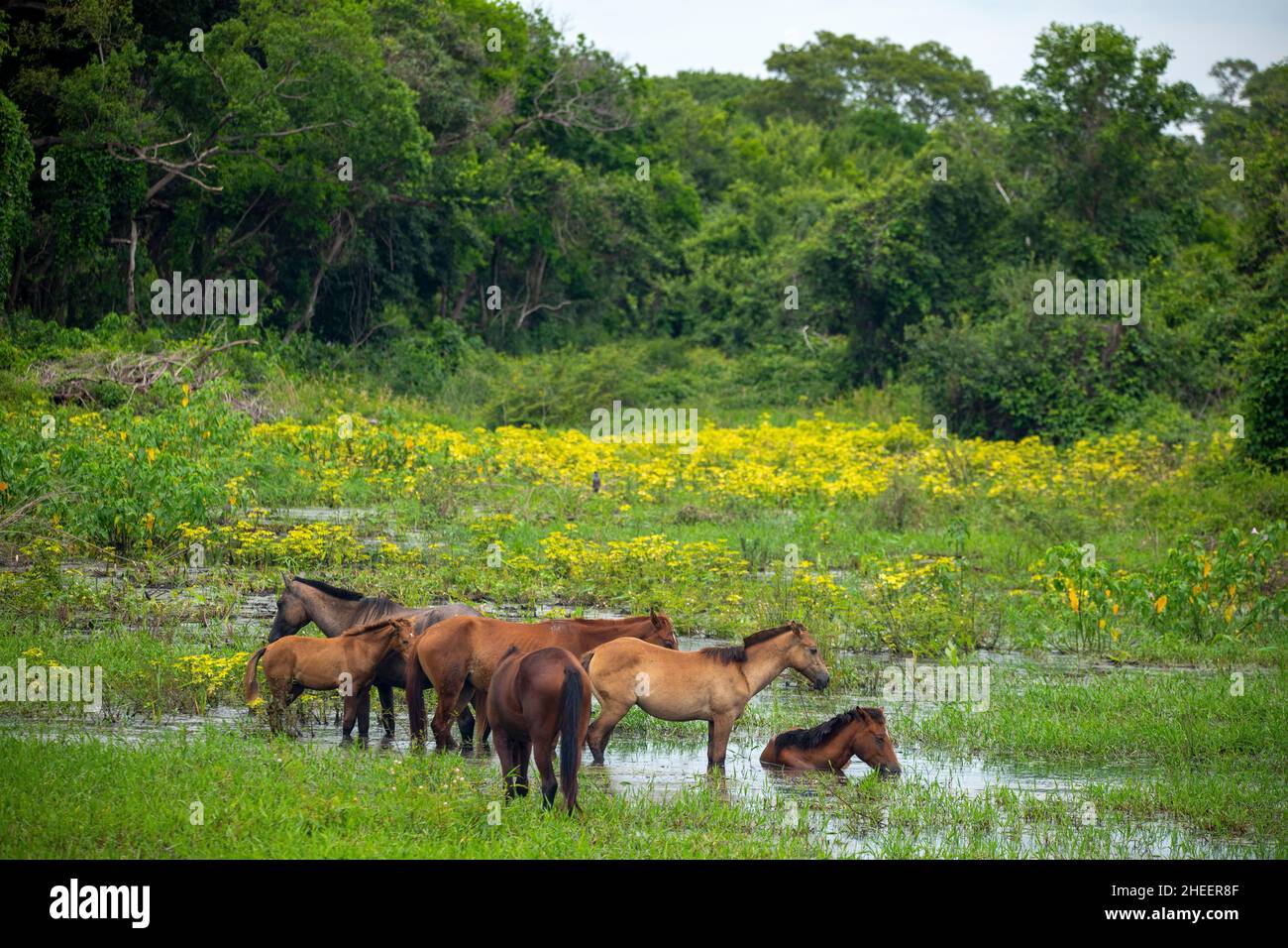Horses from a farm just relaxing on a marsh near the transpantaneira ...