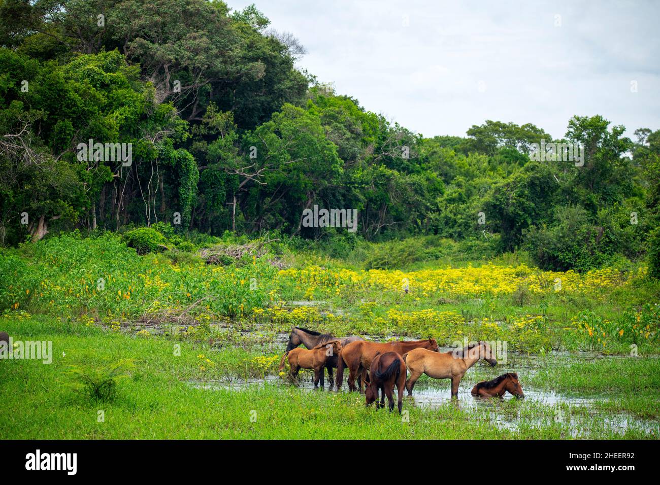 Horses from a farm just relaxing on a marsh near the transpantaneira ...