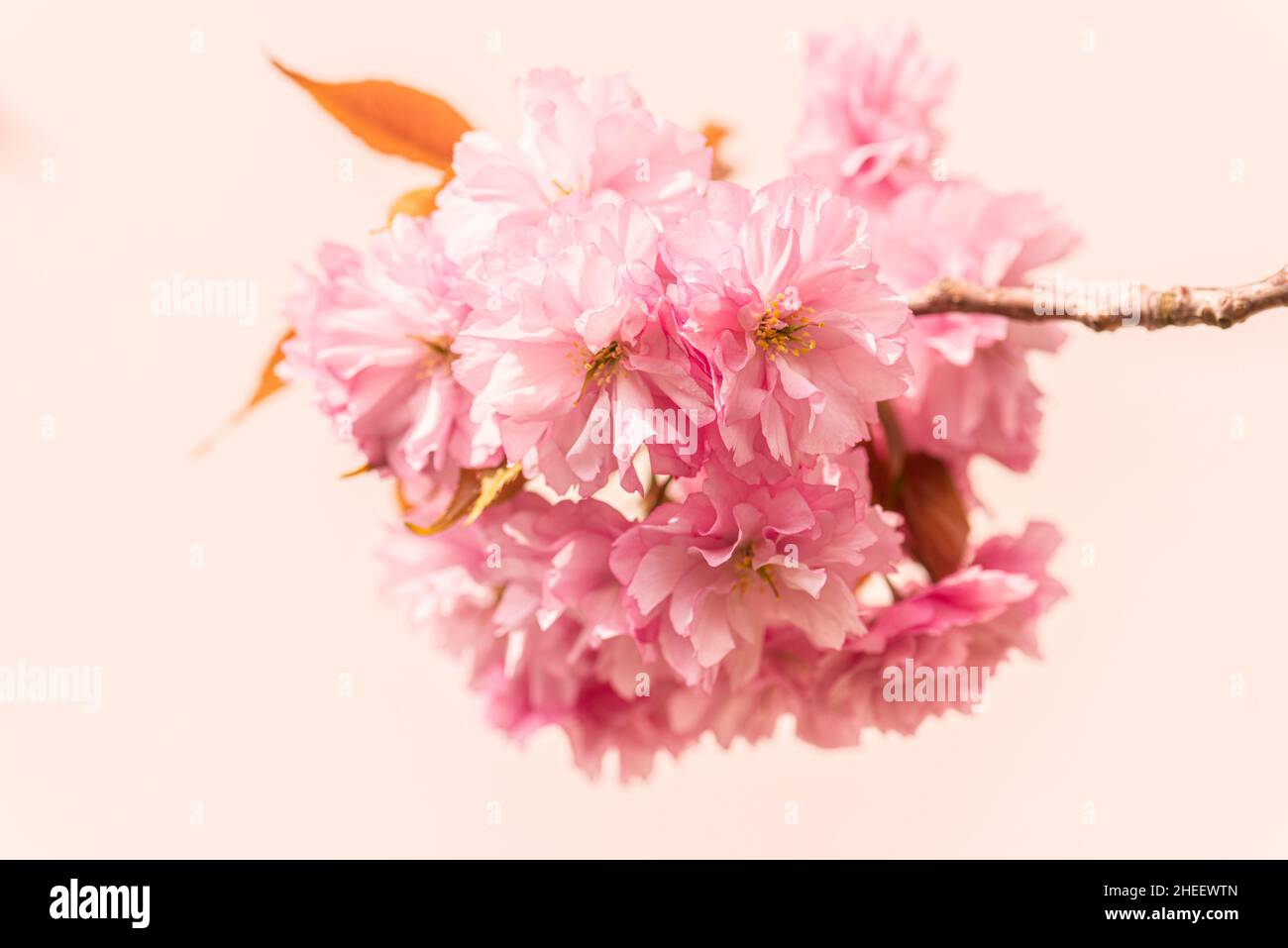 Pink cherry blossom tree in early spring Stock Photo - Alamy