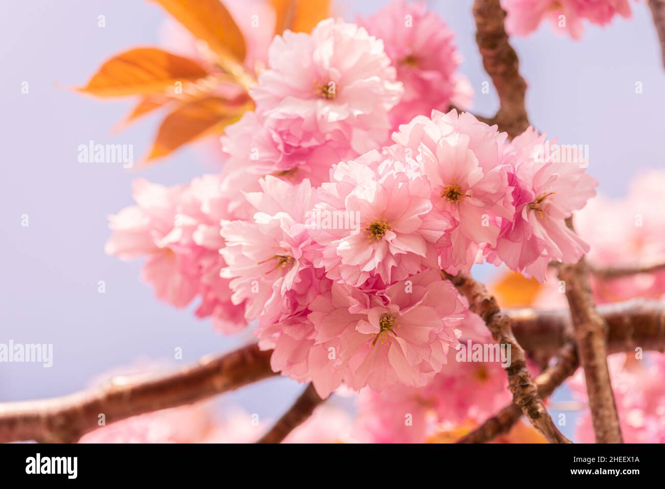 Pink cherry blossom tree in early spring Stock Photo - Alamy