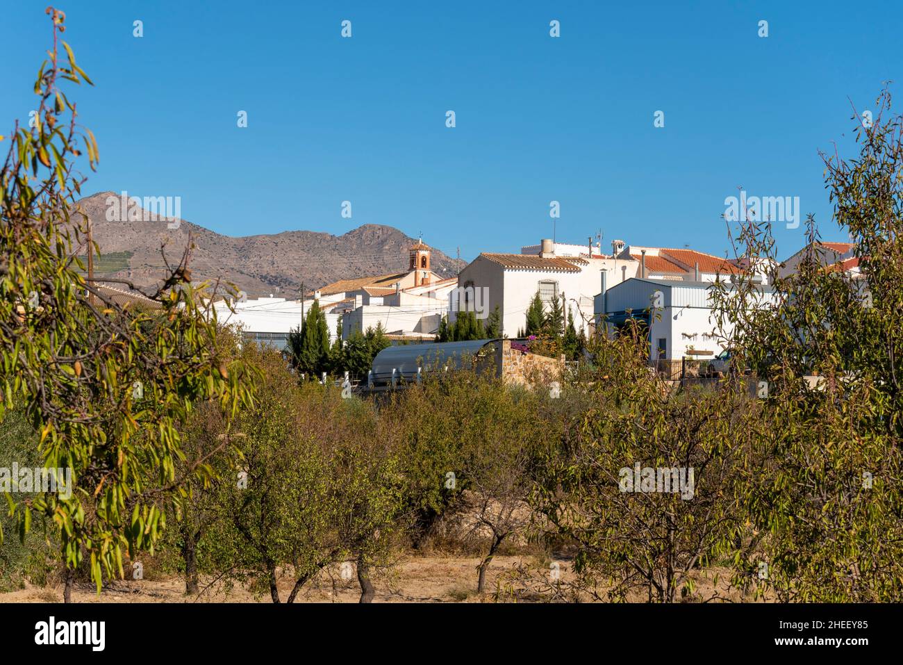 Hamlet on the outskirts of Albox, Almeria, Andalusia, Spain, with small church tower. Olive crops Stock Photo