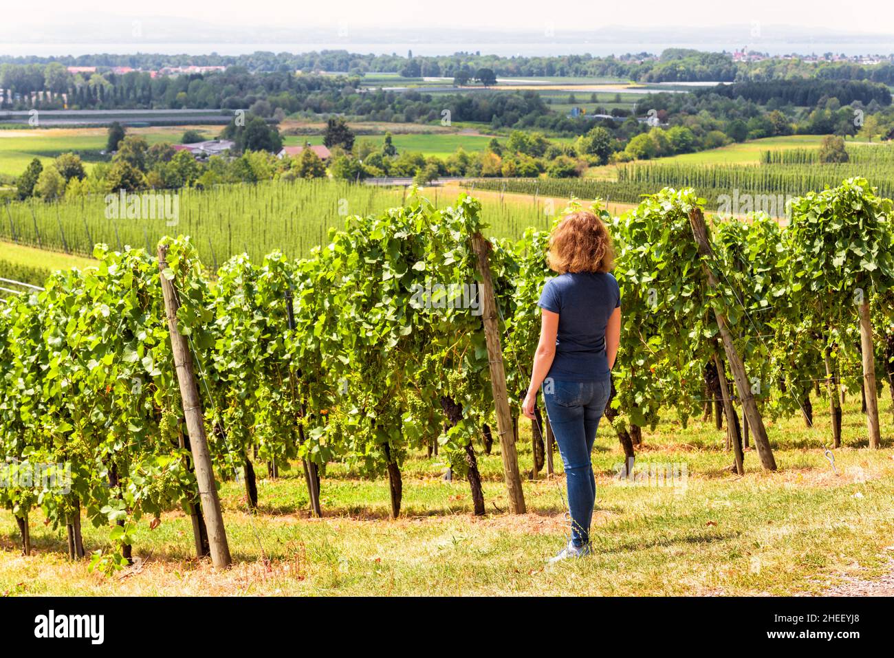 Vineyard rows overlooking grape fields, young woman looks at green vine plantations. Panorama of vineyards in valley. Concept of viticulture, people i Stock Photo