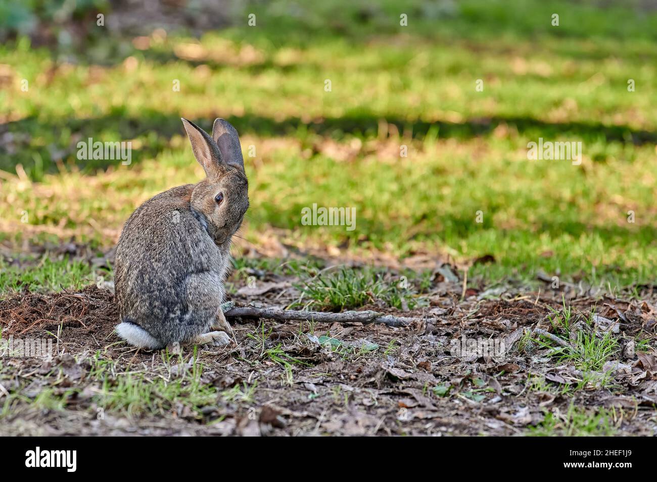 European hare sitting in the forest while cleaning its fur in the late afternoon Stock Photo