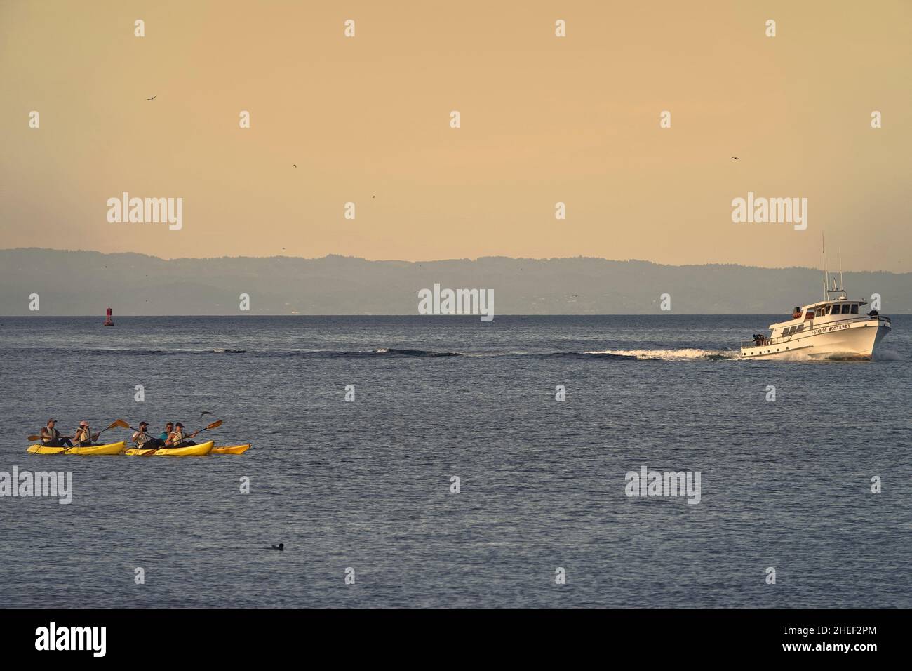 Three kayaks  and local whale watching boat return home as sun sets over  Monterey Bay,  California, USA Stock Photo
