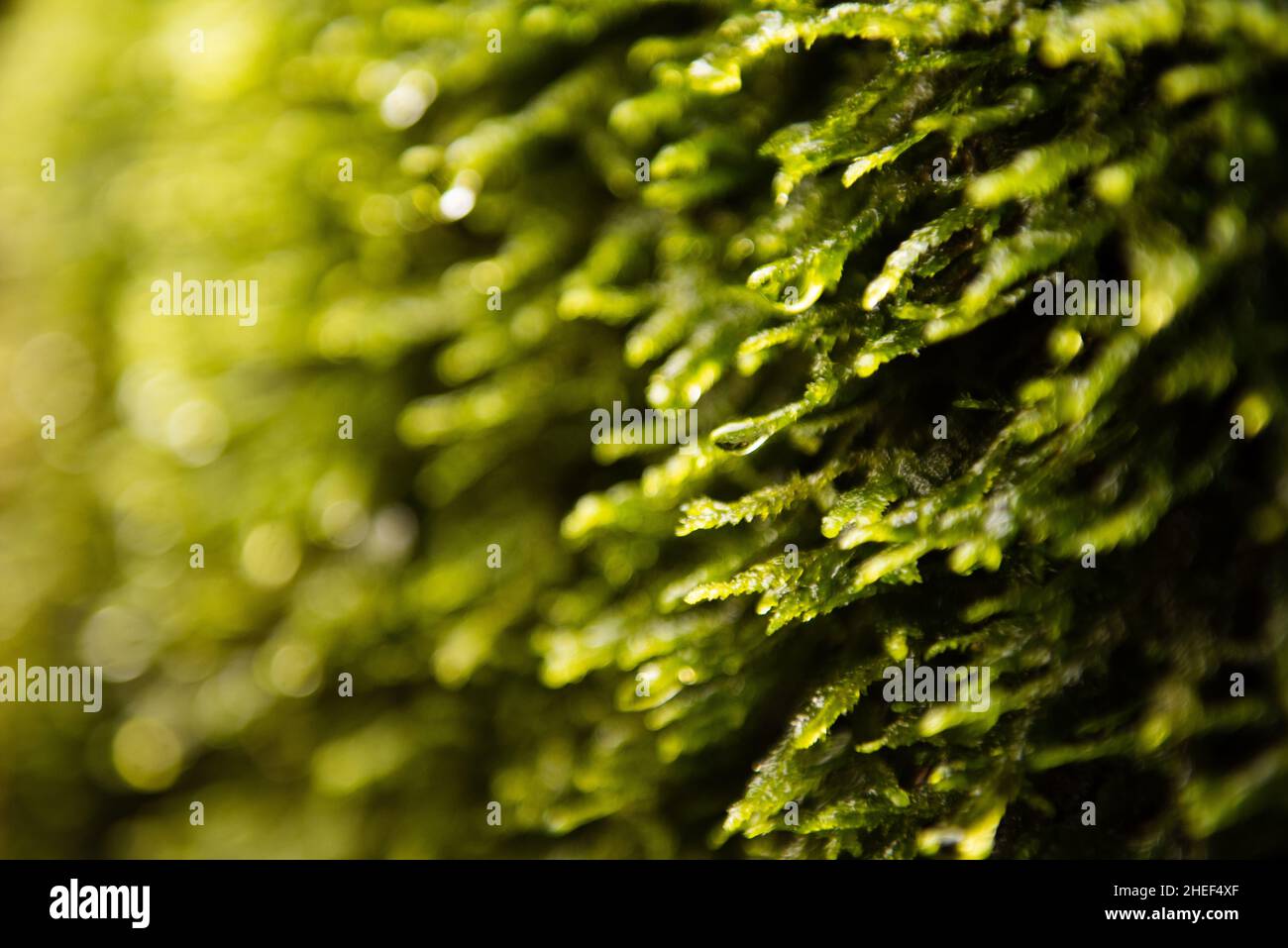 Selective focus of moss or briophyta in nature. Natural green texture of a green virgin forest with copy space. Stock Photo