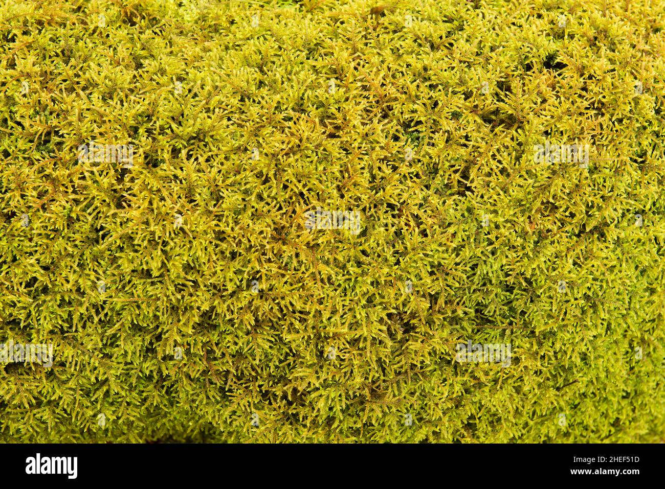 Green and yellow moss texture, Briophyta. Wet natural forest background. Stock Photo