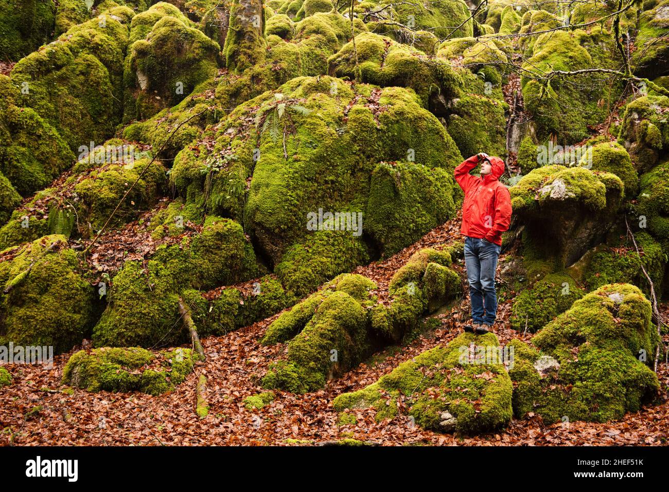 Man wearing a red jacket in a green mossy forest. Stock Photo