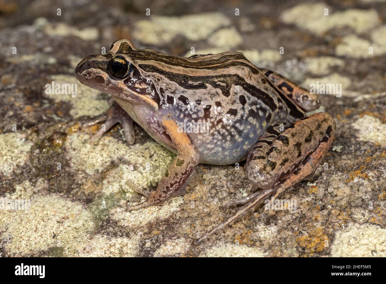 Australian Striped Marsh frog resting on log Stock Photo Alamy