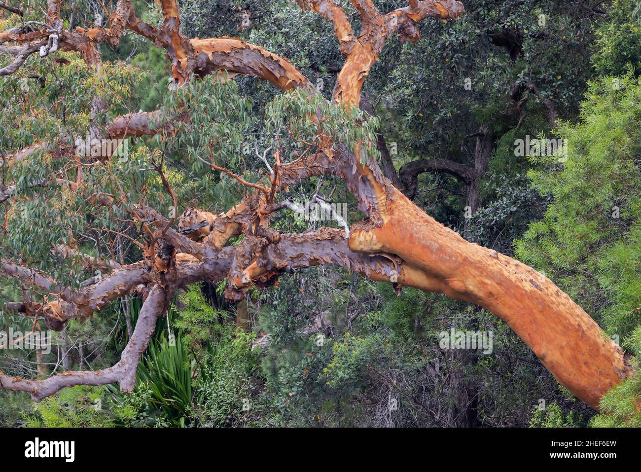 Sydney Red Gum shedding bark Stock Photo Alamy