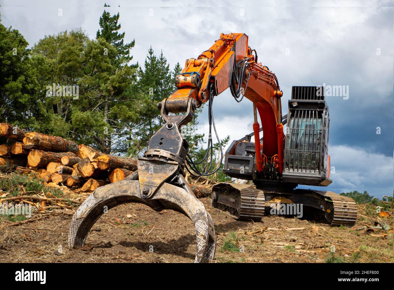 Pine logs felled and cut ready to be stacked onto a log truck for removal. Heavy forestry machinery used for mature trees. North Island, New Zealand Stock Photo