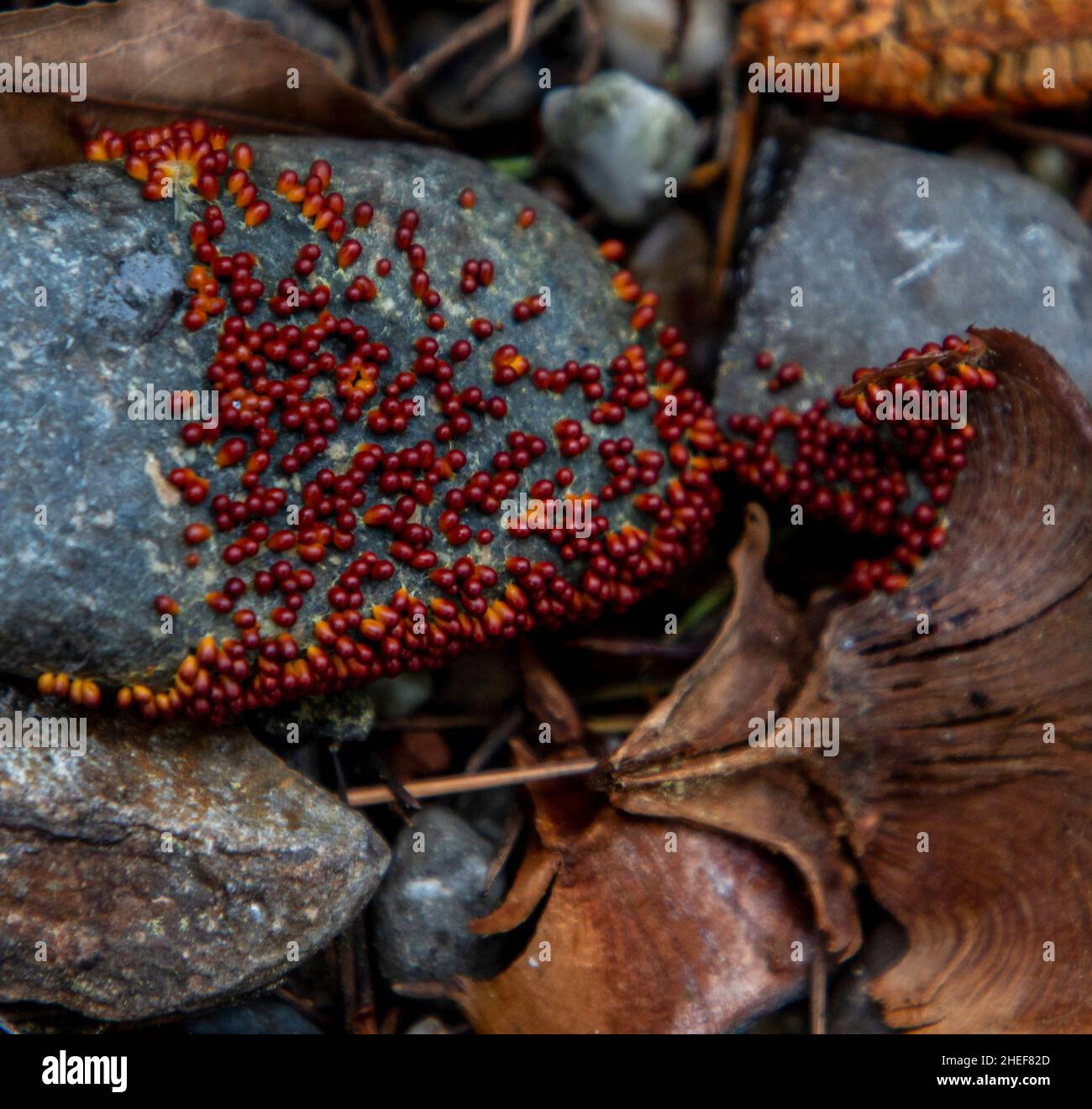 Red Slime Mold growing in a garden after heavy rains. Stock Photo