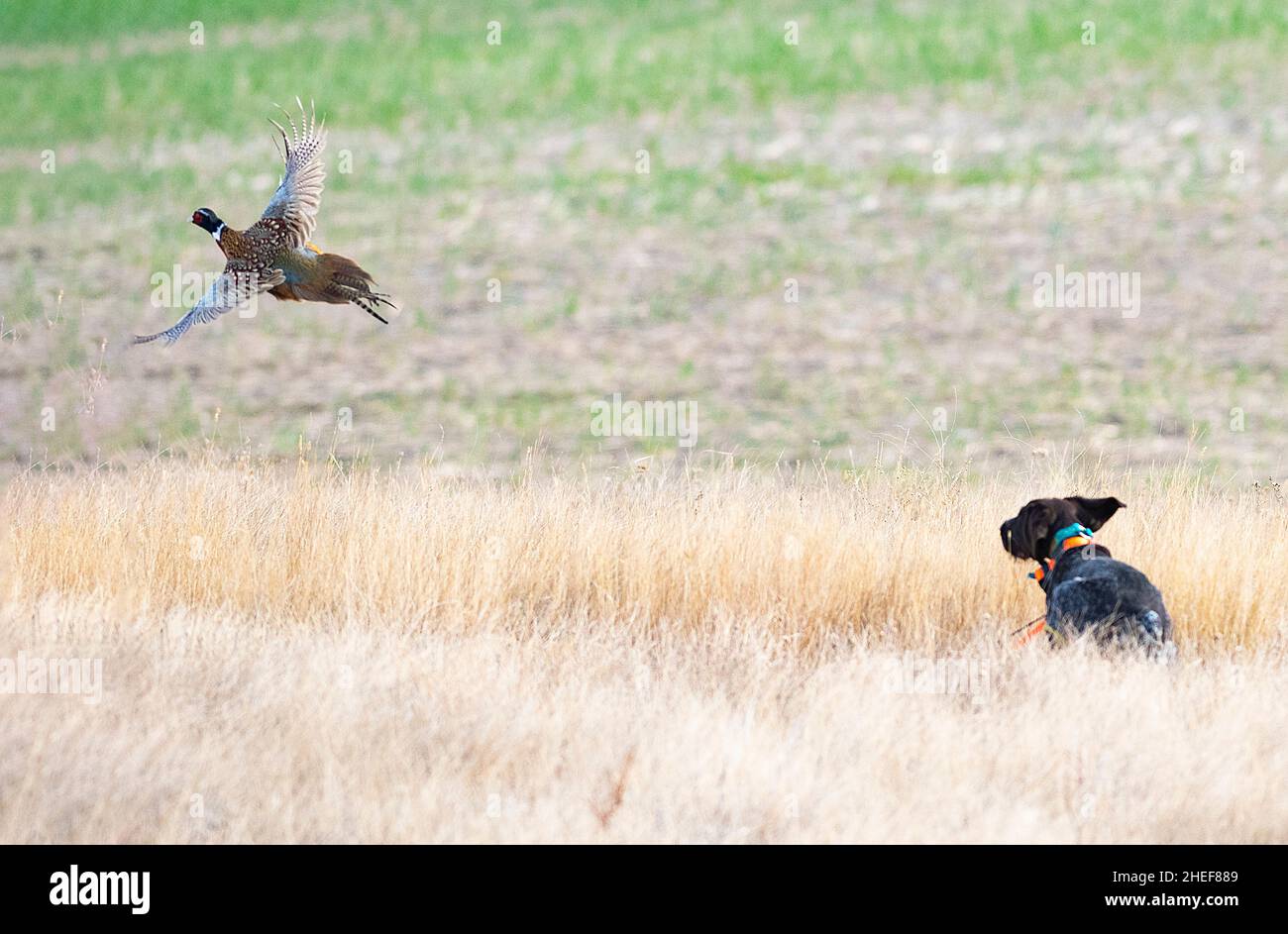 A young Drahthaar hunting dog with a rooster pheasant Stock Photo - Alamy