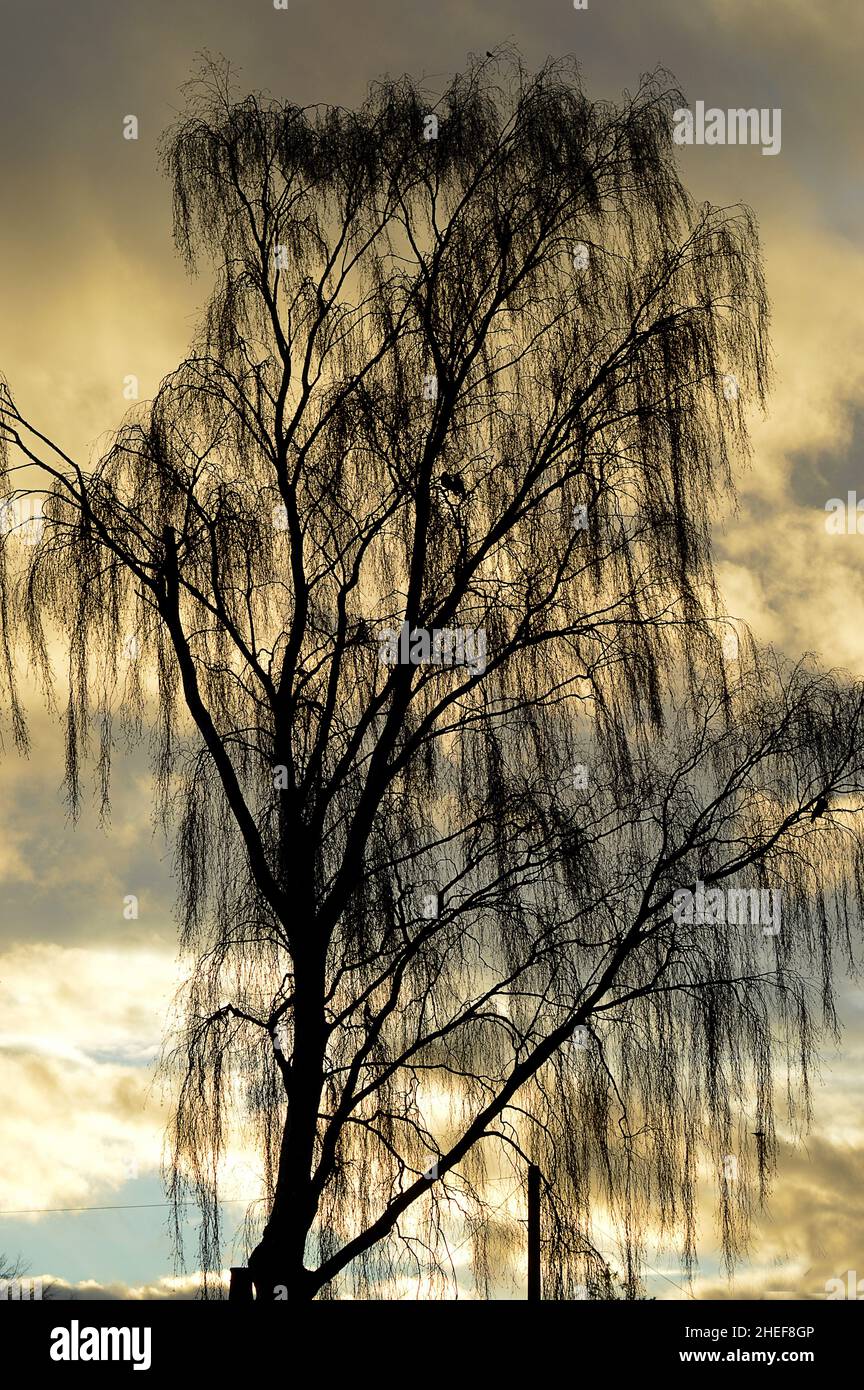 A weeping willow (Salix babylonica) with crows (Corvus corax) against a winter sky in Inverurie Aberdeenshire, Scotland Stock Photo