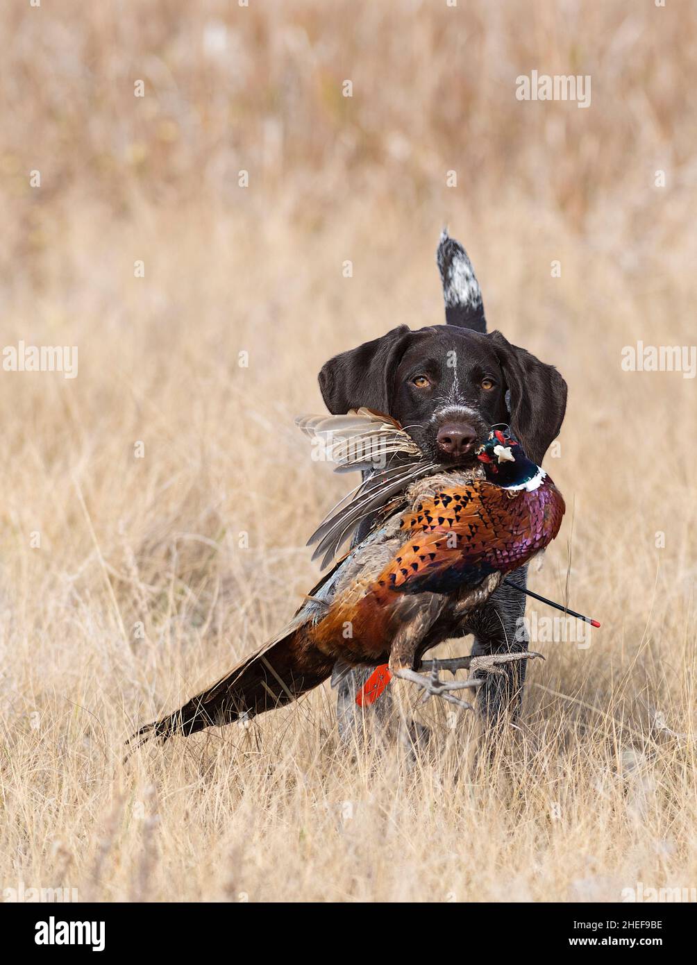 A young Drahthaar hunting dog with a rooster pheasant Stock Photo - Alamy