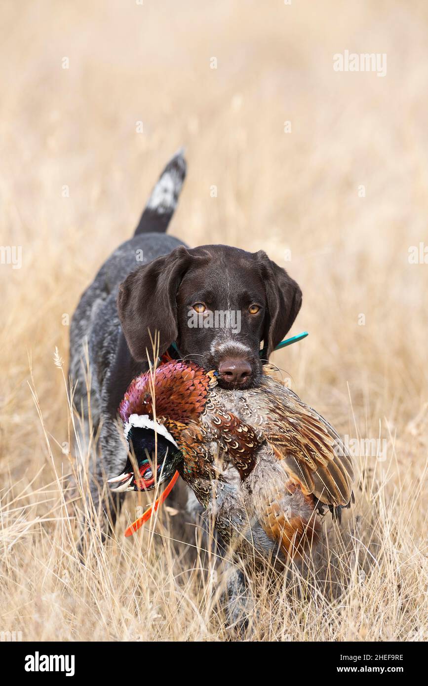 A young Drahthaar hunting dog with a rooster pheasant Stock Photo Alamy