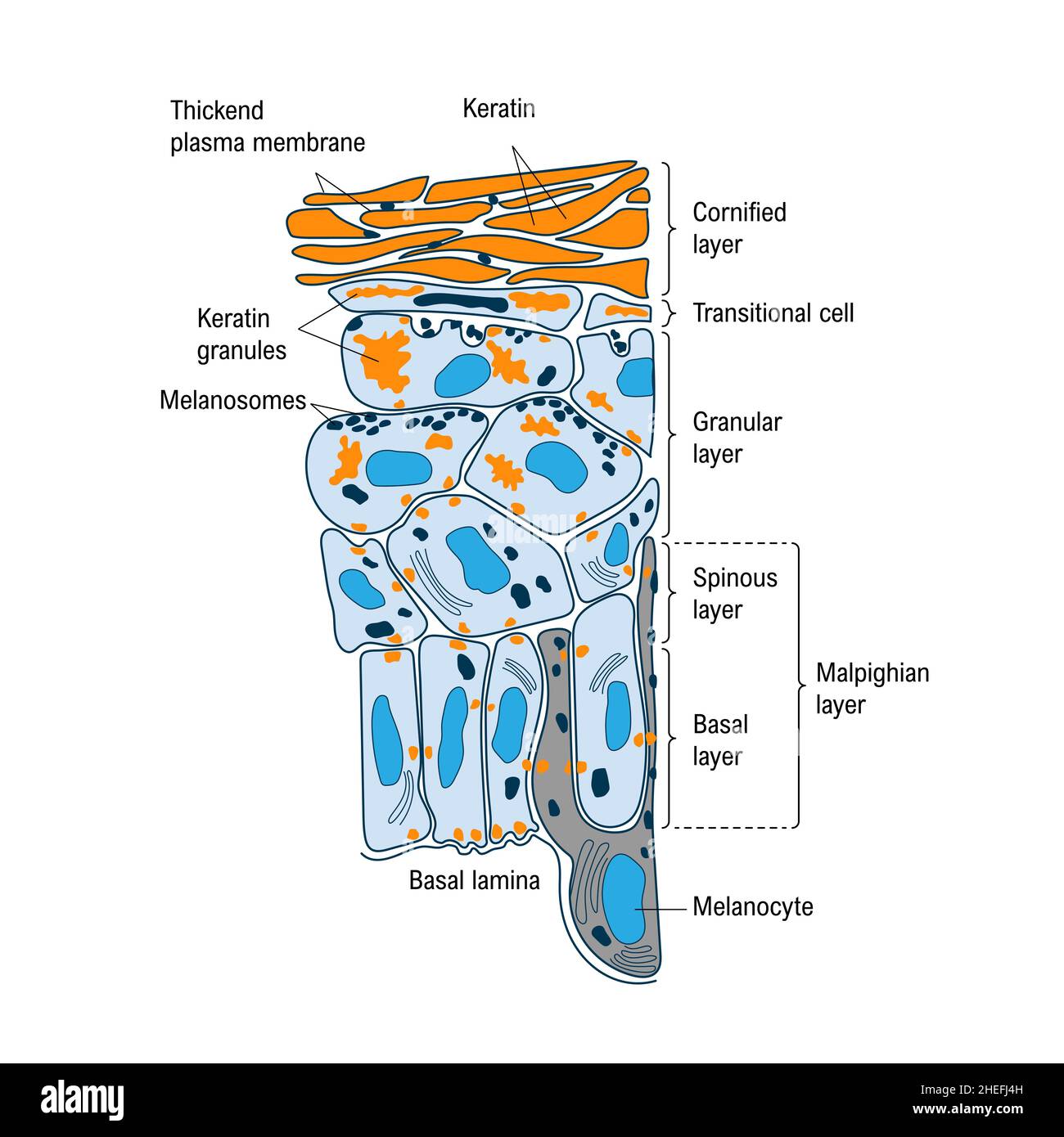 Anatomical structure and function of skin. CutaneousAssociated
