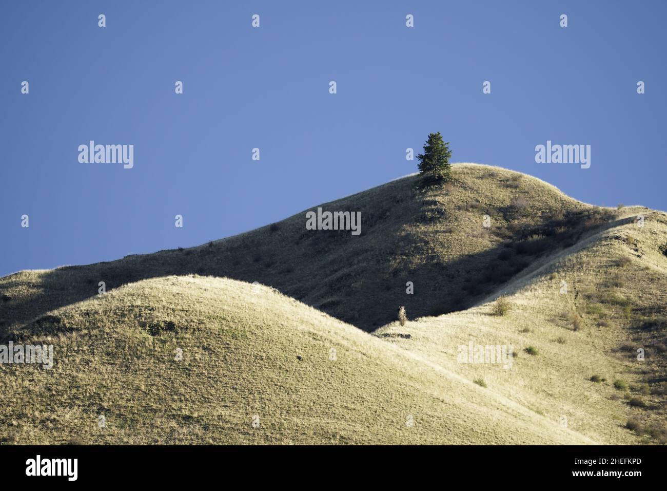 A lone tree on skyline of rolling grassy hills near Puffer Butte, Blue Mountains, Umatilla National Forest, Asotin County, Washington, USA Stock Photo