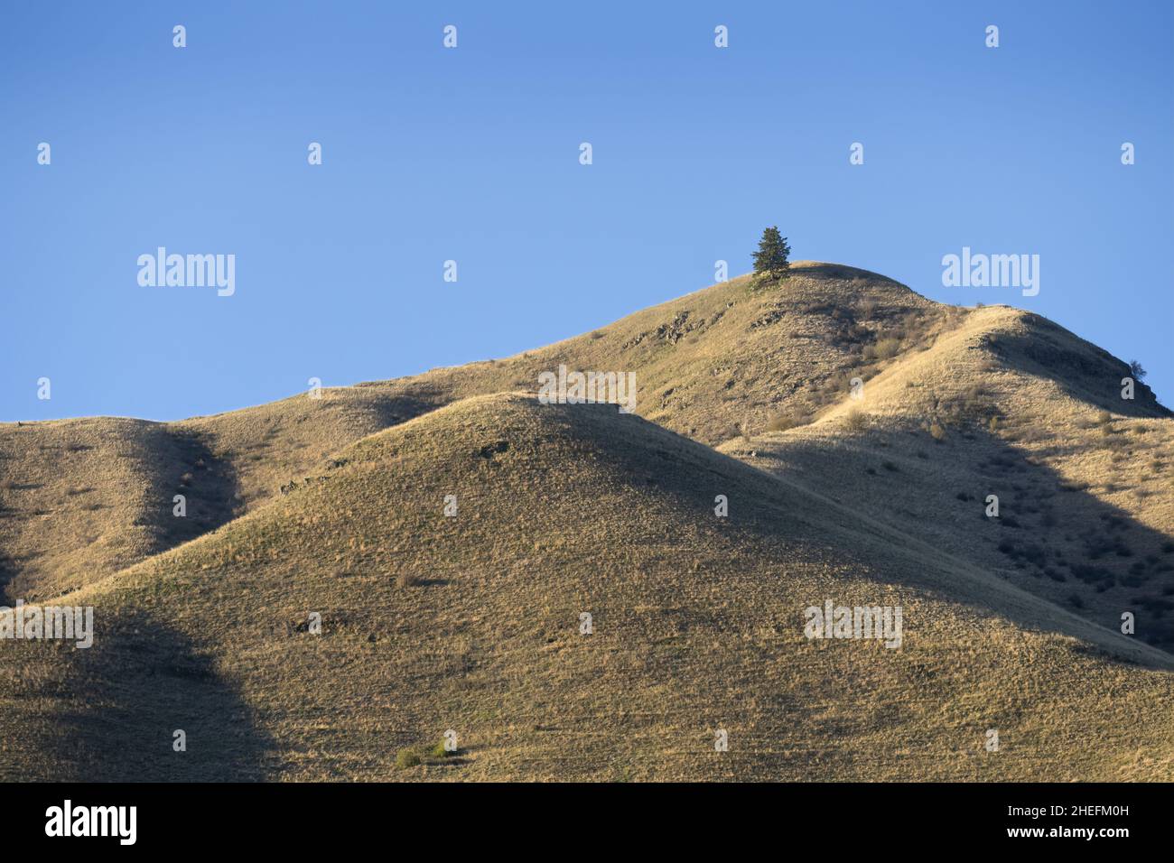 A lone tree on skyline of rolling grassy hills near Puffer Butte, Blue