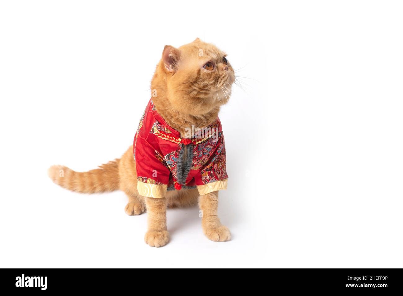 cat chinese new year costume