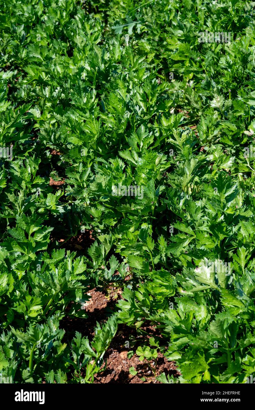 Cultivation of organic green leaf celery plants Stock Photo Alamy