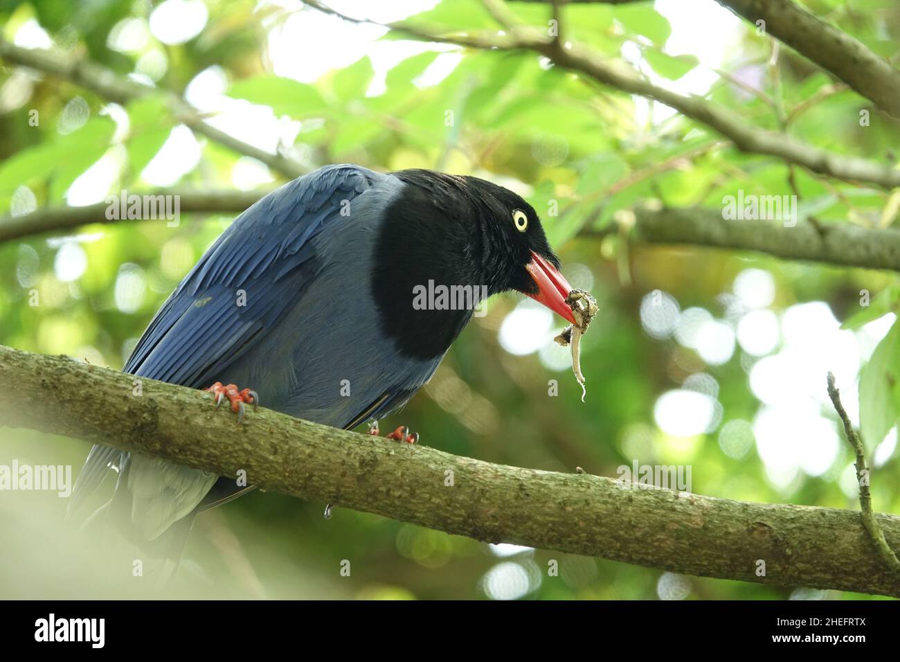 Taiwan blue magpie (臺灣藍鵲), also called the Taiwan magpie or Formosan blue magpie, is an endemic bird species of Taiwan. Stock Photo