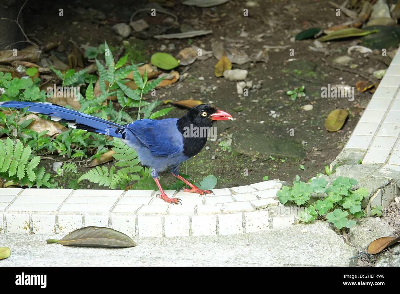 Taiwan blue magpie (臺灣藍鵲), also called the Taiwan magpie or Formosan blue magpie, is an endemic bird species of Taiwan. Stock Photo