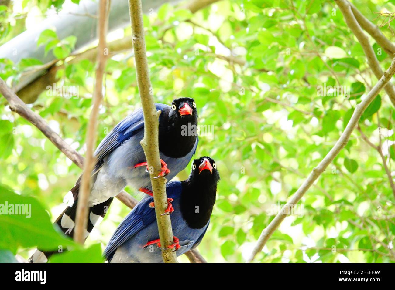 Taiwan blue magpie (臺灣藍鵲), also called the Taiwan magpie or Formosan blue magpie, is an endemic bird species of Taiwan. Stock Photo