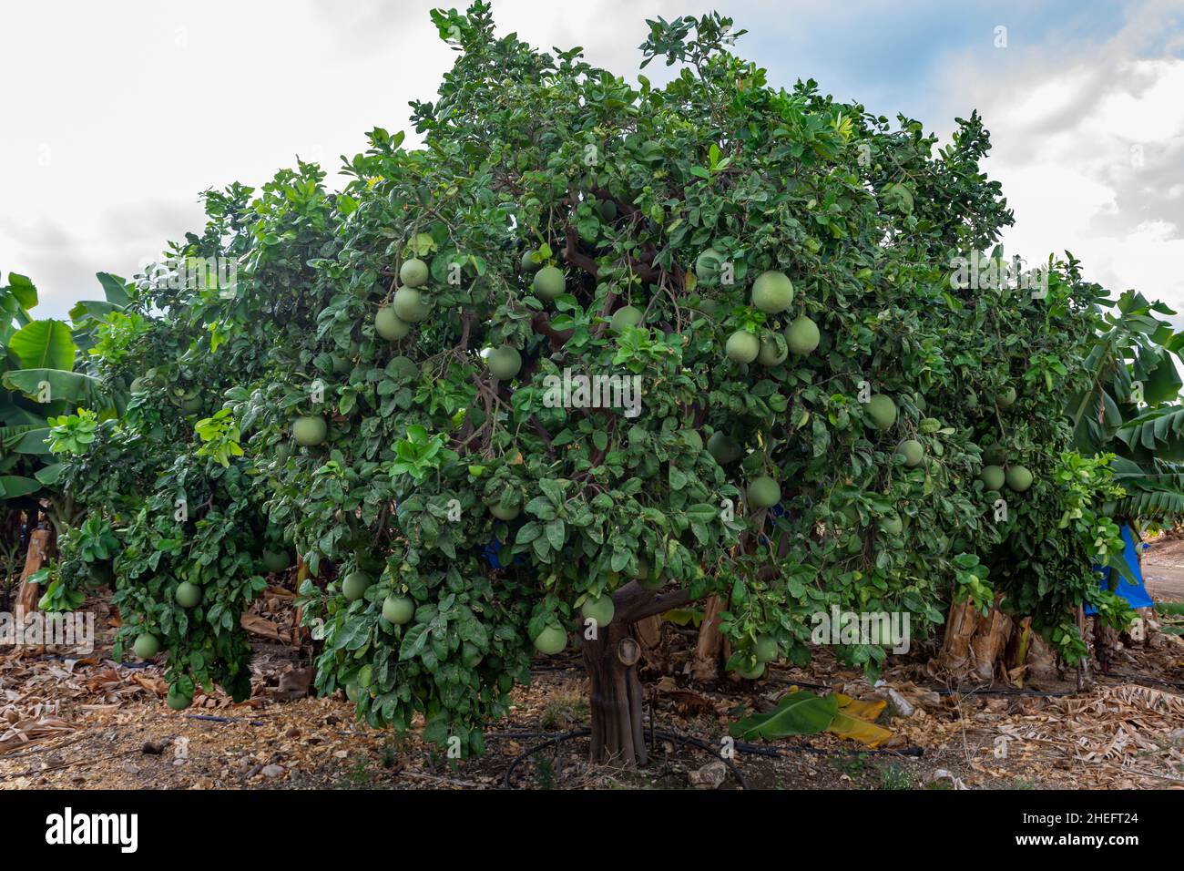 Big round pomelo tropical citrus fruits hanging on trees on pomelo