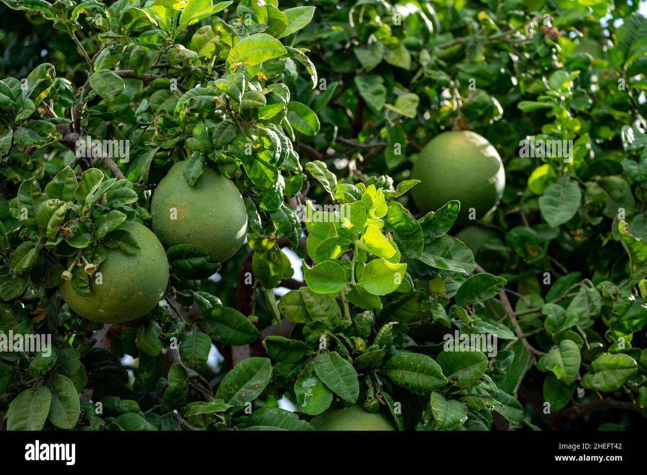 Big round pomelo tropical citrus fruits hanging on trees on pomelo