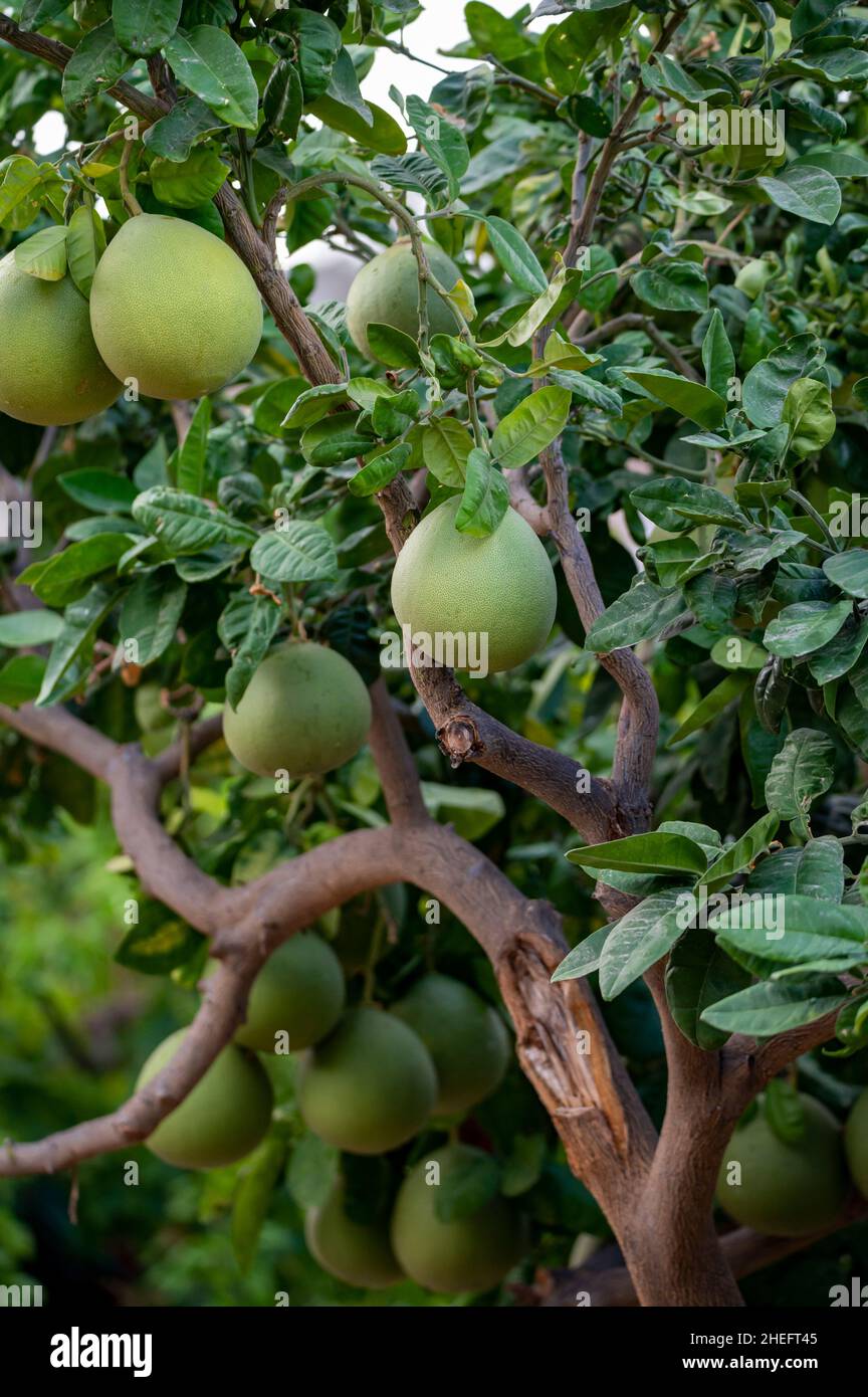 Big round pomelo tropical citrus fruits hanging on trees on pomelo