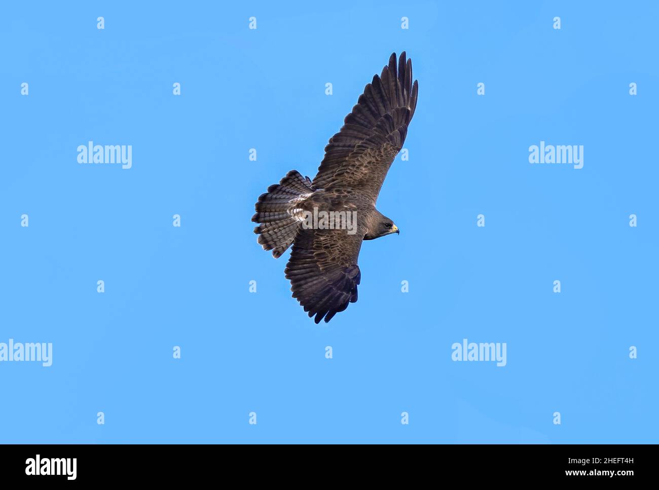 Closeup of an adult Swainson's Hawk of the Light Morph variety, gliding in the air with outstretched wings and fanned tail feathers against a blue sky. Stock Photo