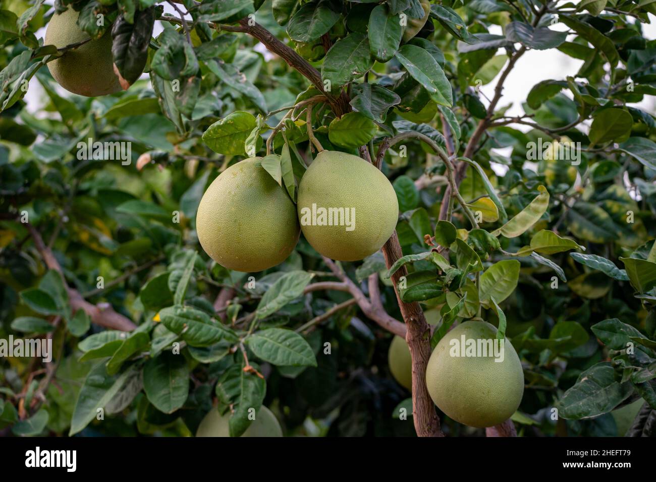 Big round pomelo tropical citrus fruits hanging on trees on pomelo