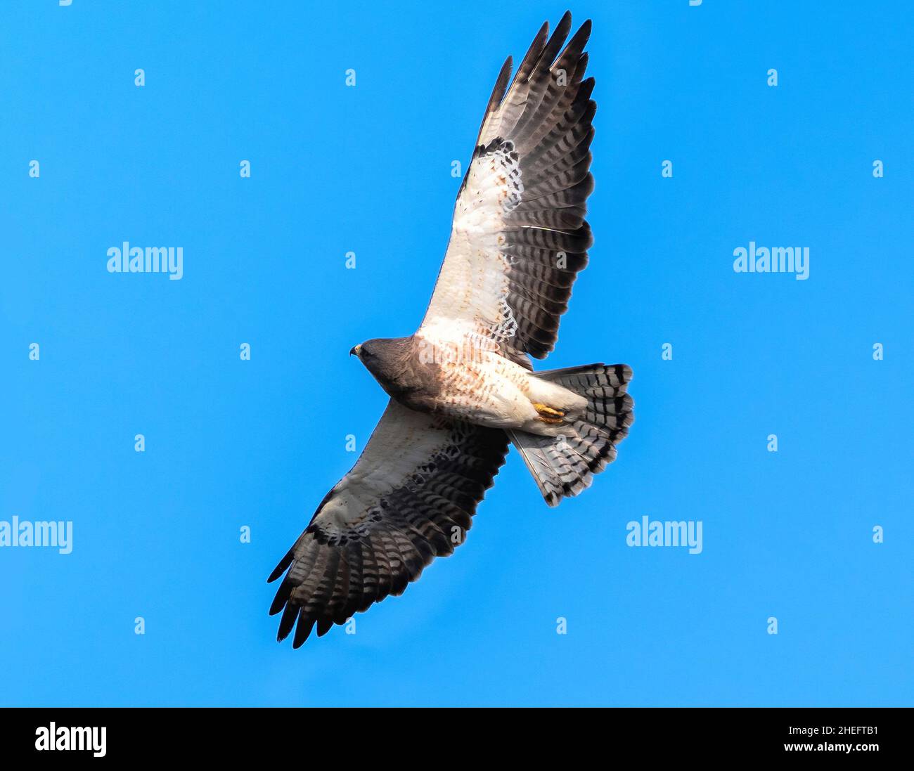 Closeup of a Swainson's Hawk (Light Morph) looking up at the sky with interest, possibly exhibiting a hunting technique where it snatches insects out Stock Photo