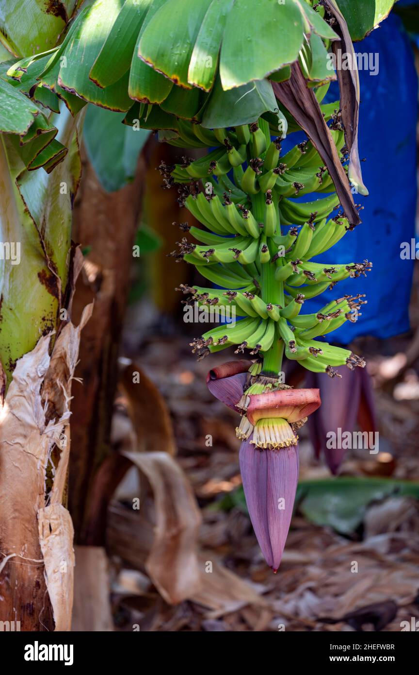 Banana trees plantations with clusters of green bananas tropical fruits