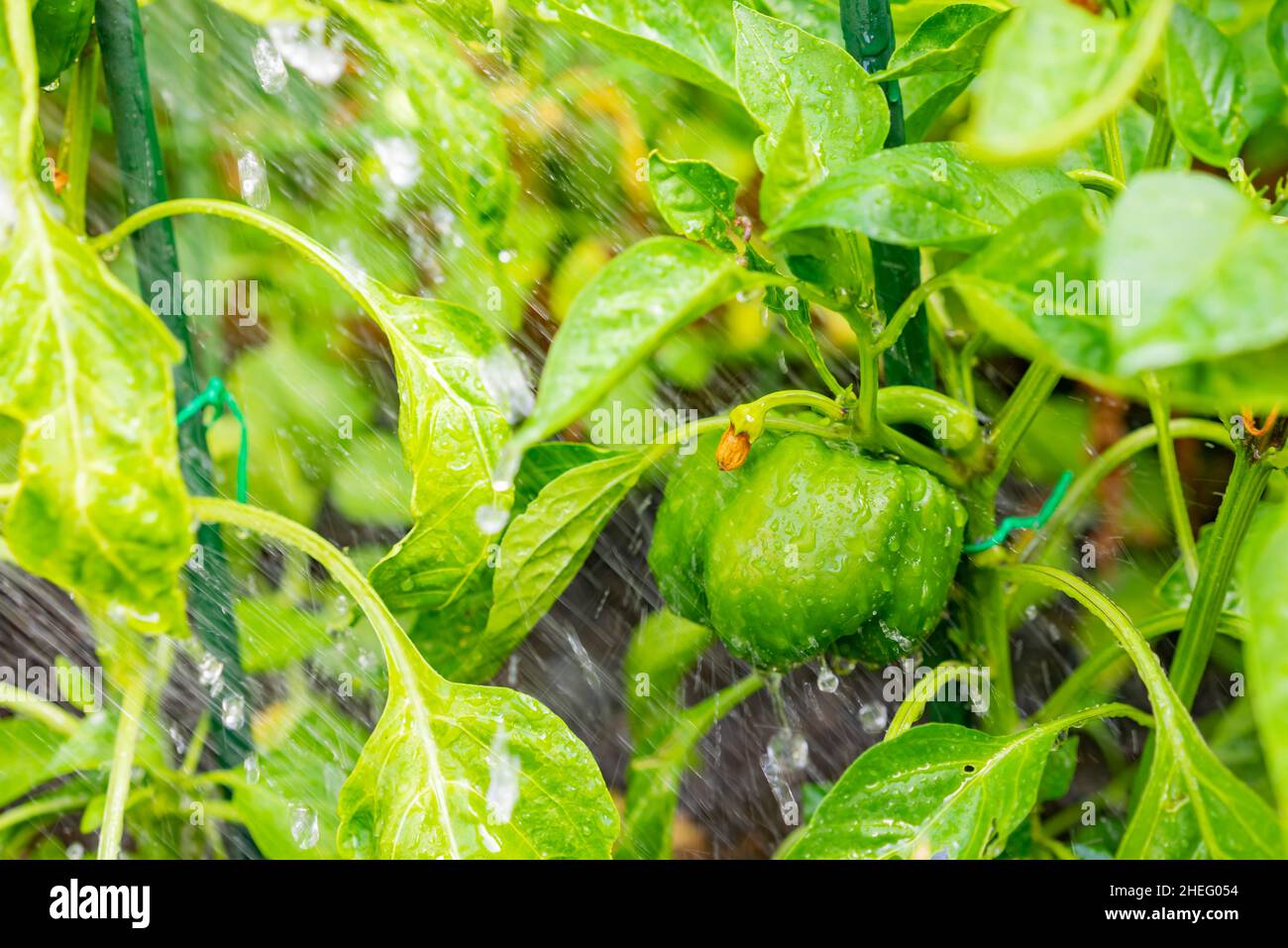 Close up shot of a green pepper in farm garden at Los Angeles Stock Photo